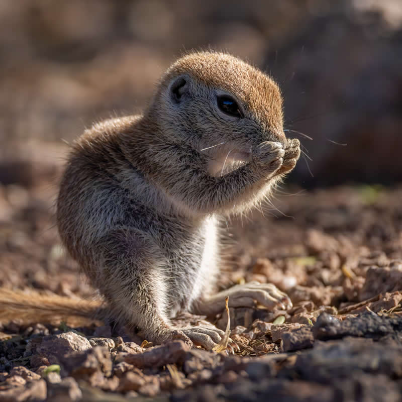 Caught mid-munch. Photo by: Beata Whitehead