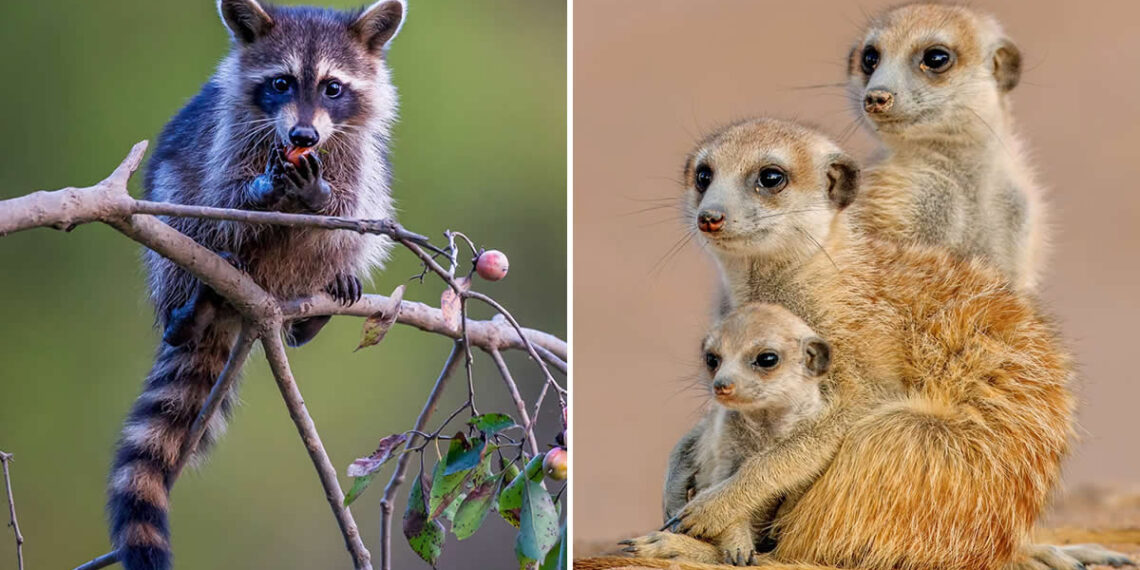 Heartwarming Animal Photos Caught at Just the Right Moment