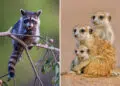 Heartwarming Animal Photos Caught at Just the Right Moment