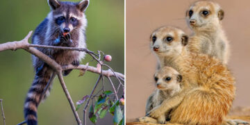 Heartwarming Animal Photos Caught at Just the Right Moment