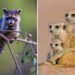 Heartwarming Animal Photos Caught at Just the Right Moment