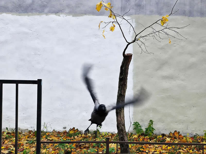 A blurred black bird flying near a slender tree with yellow leaves, framed against a white wall and autumn leaves scattered across the ground.