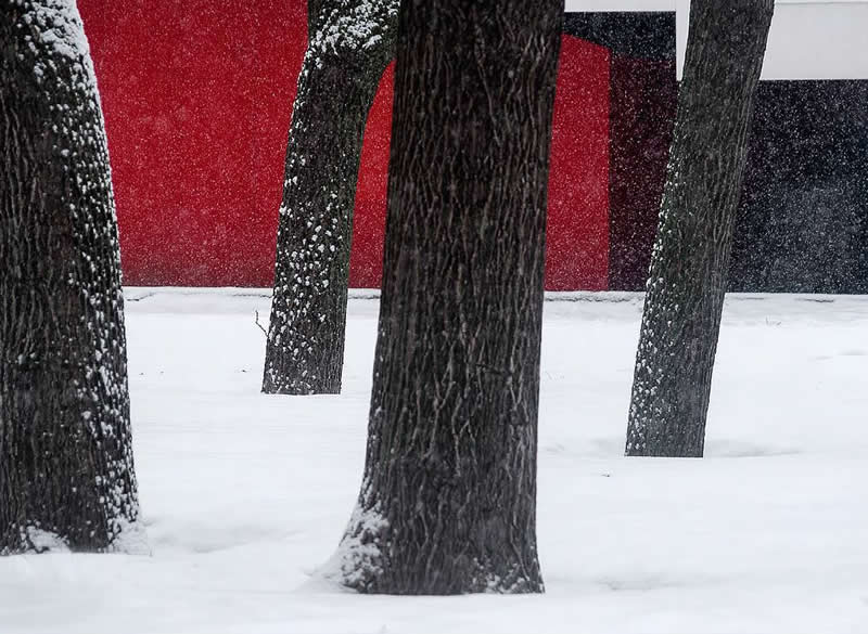 Snow-covered tree trunks standing in a white winter landscape, with bold red, black, and white geometric sections of a building visible in the background.