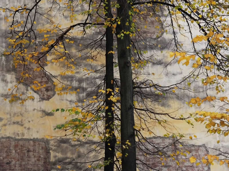 Two dark tree trunks surrounded by delicate yellow autumn leaves, with a misty, textured landscape and old stone structures softly visible in the background.