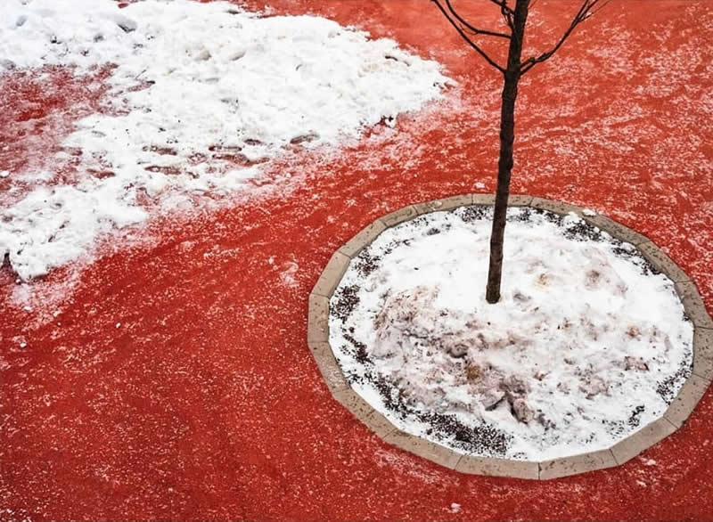 A small tree growing from a circular snow-covered planter surrounded by a vivid red surface, with patches of white snow creating a bold minimalist composition.