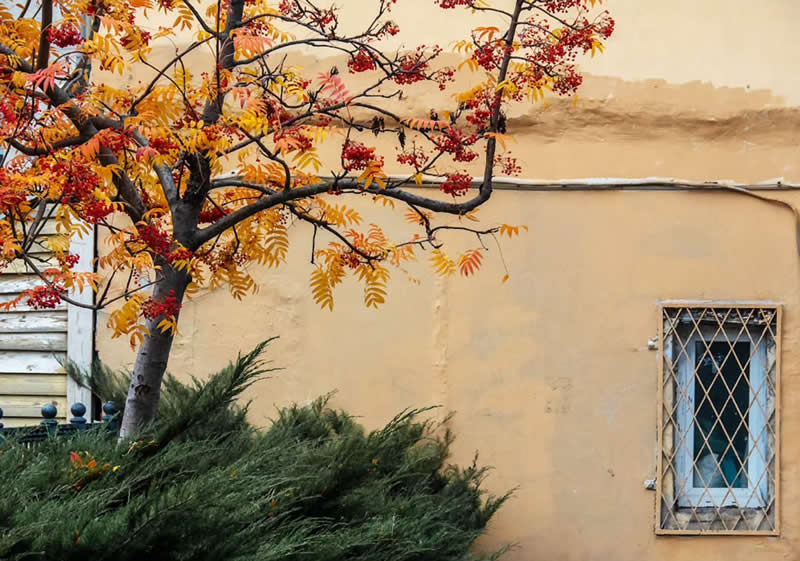 An autumn tree with golden leaves and red berries beside a weathered beige wall, with a barred window and green foliage creating a layered composition.
