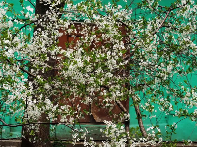White flowering branches filling the frame in front of a weathered brown window set into a vivid turquoise wall.