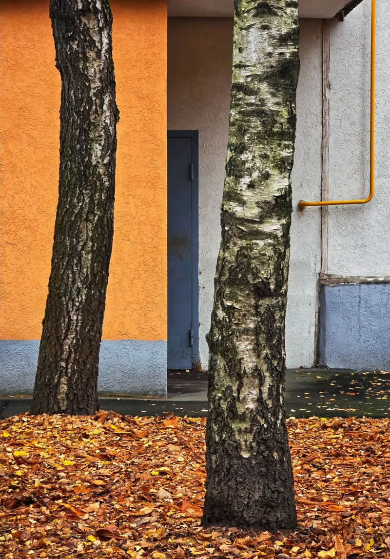 Two tree trunks standing before an orange and gray building, with a yellow pipe, blue accents, and a carpet of fallen autumn leaves.