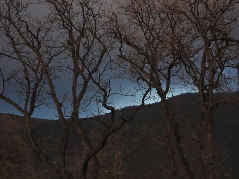 Bare trees silhouetted against a dark twilight sky, with distant hills and a faint band of blue light visible through the branches.
