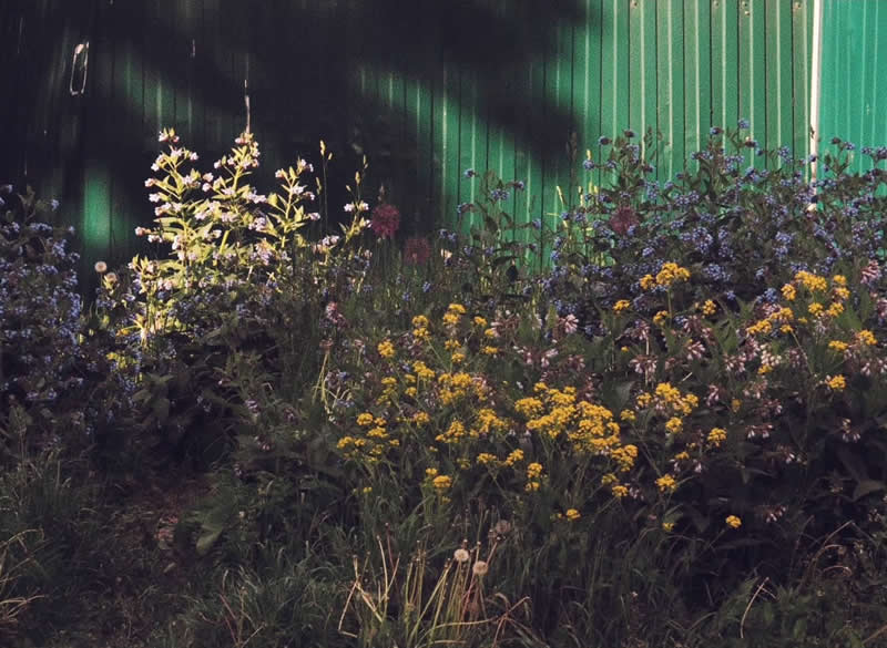 A dense patch of yellow, purple, and white wildflowers growing in front of a dark green corrugated wall, with sunlight illuminating parts of the foliage.