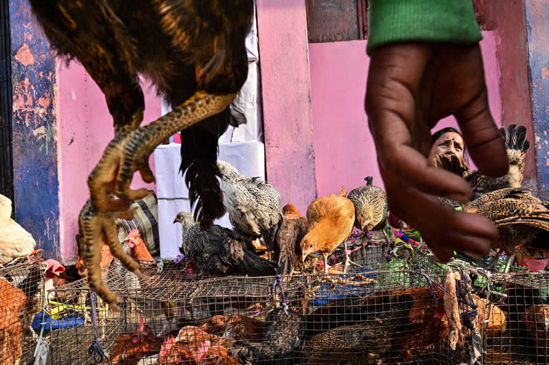 Caged Chaos, Layered Lives by Krishna Goswami - LensCulture Street Photography Awards 2026 Winners