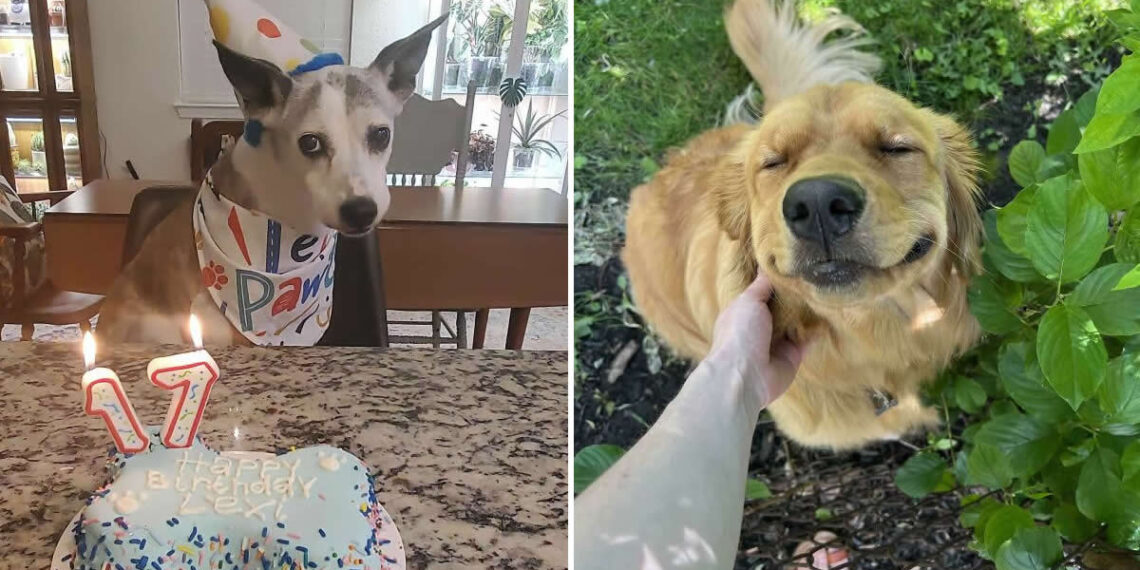Life Is Better With Dogs: 25 Sweet Moments That Prove Happiness Has Four Paws 26 Sweet Dog Moments That Prove Happiness Has Four Paws
