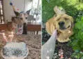 Sweet Dog Moments That Prove Happiness Has Four Paws