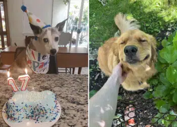 Sweet Dog Moments That Prove Happiness Has Four Paws