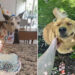 Sweet Dog Moments That Prove Happiness Has Four Paws