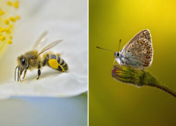 Hidden in Plain Sight: 30 Remarkable Macro Photos of Nature's Smallest Miracles 63 Remarkable Macro Photos of Nature's Smallest Miracles