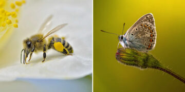 Remarkable Macro Photos of Nature's Smallest Miracles