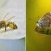 Remarkable Macro Photos of Nature's Smallest Miracles