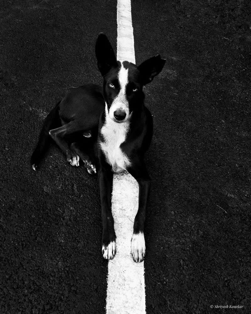 Perfectly Timed Street Photos in the Right Spot