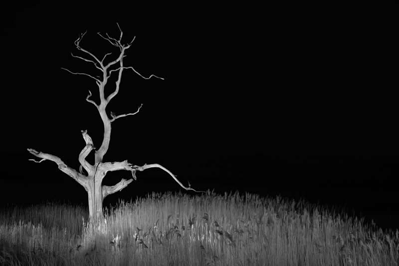 Night Photography - 3rd Place: Sentinel of the Void by Peter Orton - Minimalist Photography Awards 2026 Winners