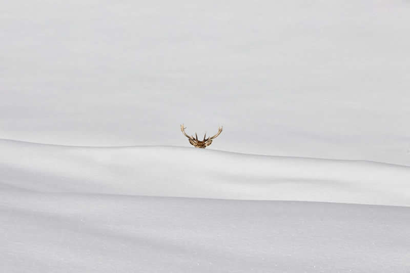 Open Category - 1st Place: Guggug / Peek-a-boo by Iris Dahan - Minimalist Photography Awards 2026 Winners