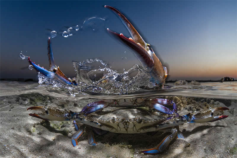 Ocean Photographer of the Year
