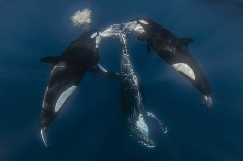 Ocean Photographer of the Year