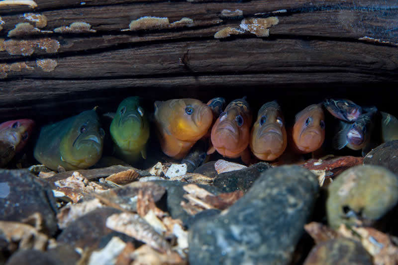 Ocean Photographer of the Year