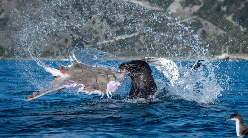 Ocean Photographer of the Year