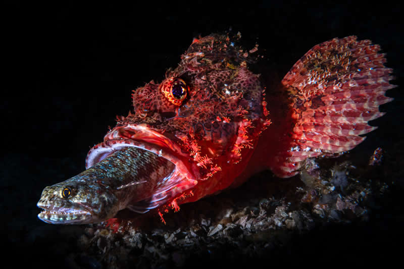 Ocean Photographer of the Year