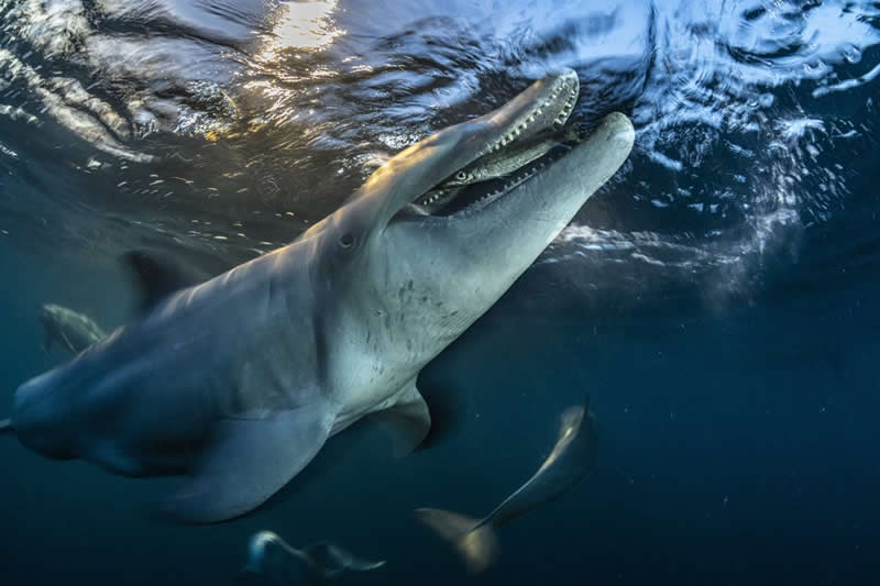 Ocean Photographer of the Year