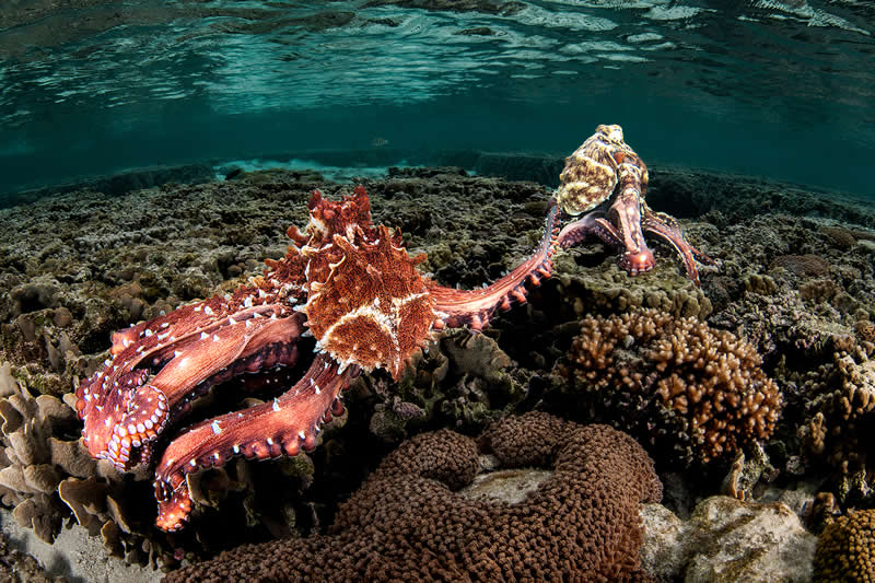 Ocean Photographer of the Year