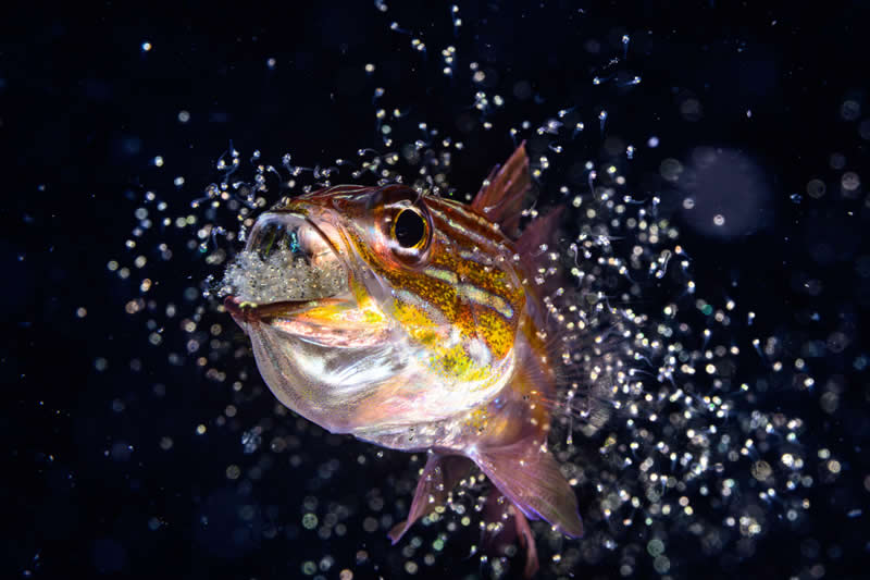 Ocean Photographer of the Year