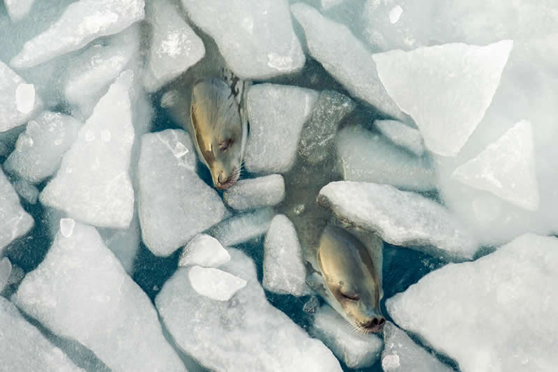 Ocean Photographer of the Year