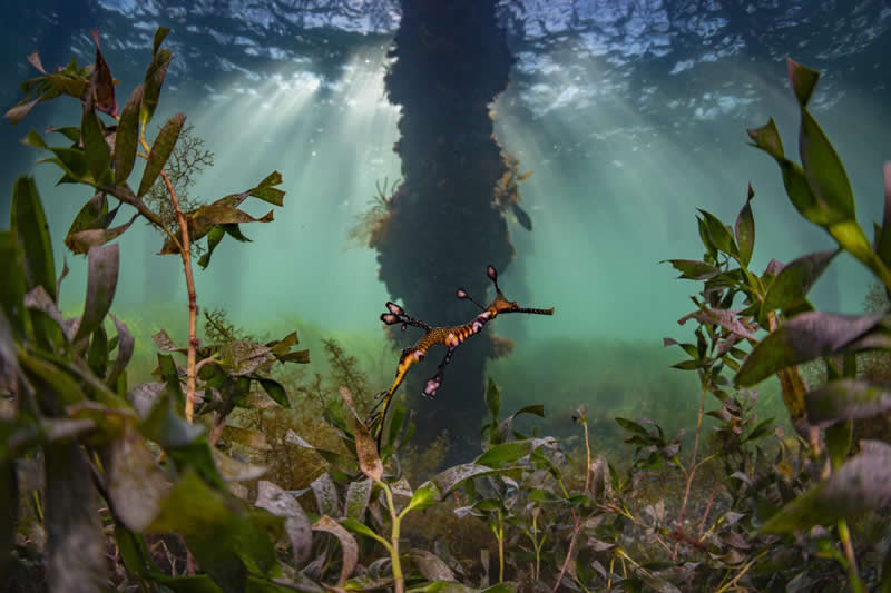 Ocean Photographer of the Year