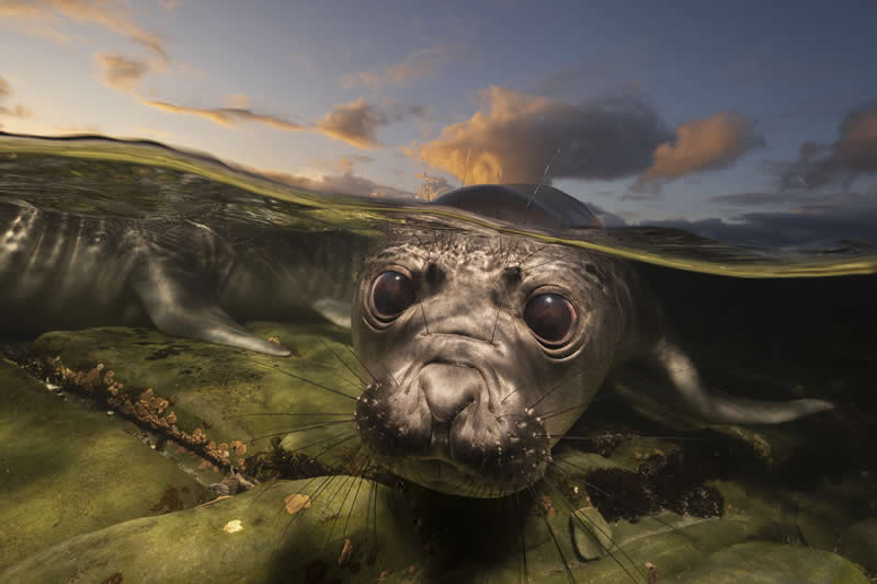 Ocean Photographer of the Year