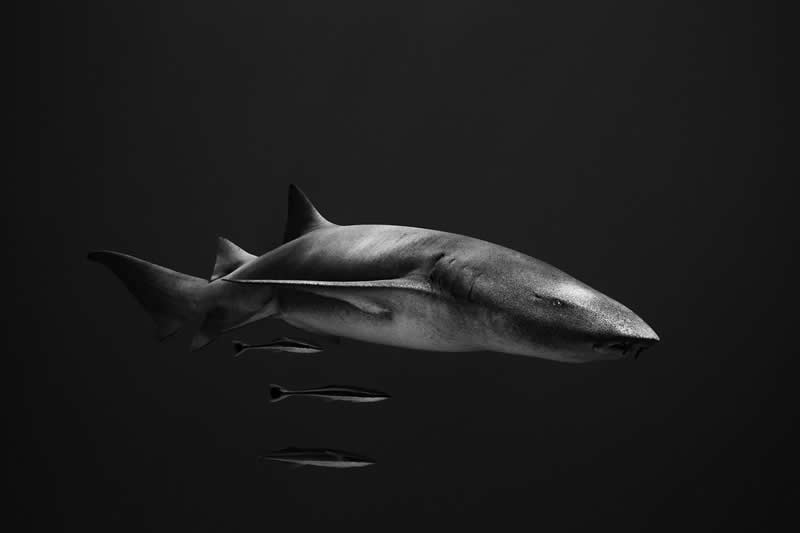 Ocean Photographer of the Year