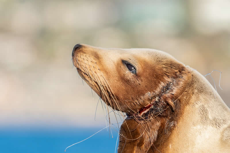 Ocean Photographer of the Year