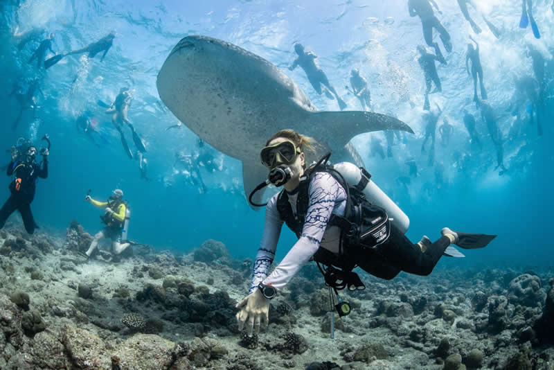 Ocean Photographer of the Year