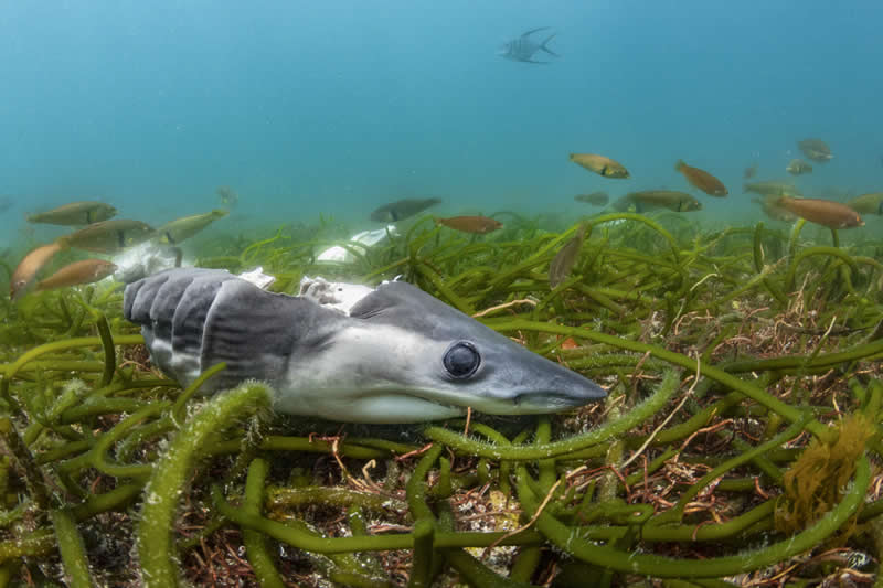 Ocean Photographer of the Year
