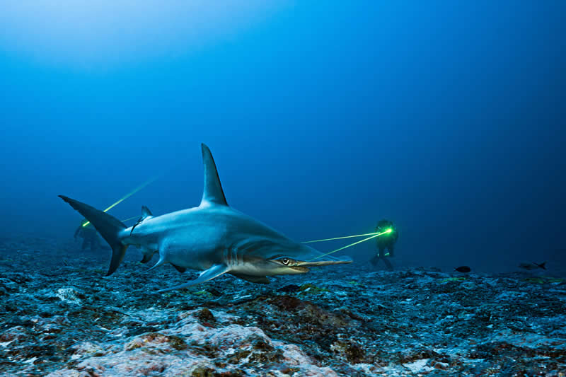 Ocean Photographer of the Year