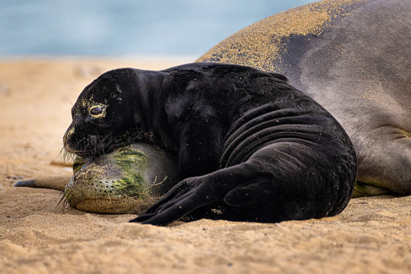 Ocean Photographer of the Year