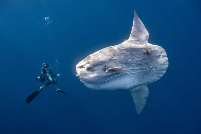 Ocean Photographer of the Year