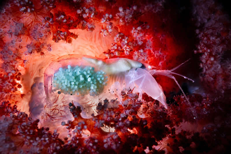 Ocean Photographer of the Year