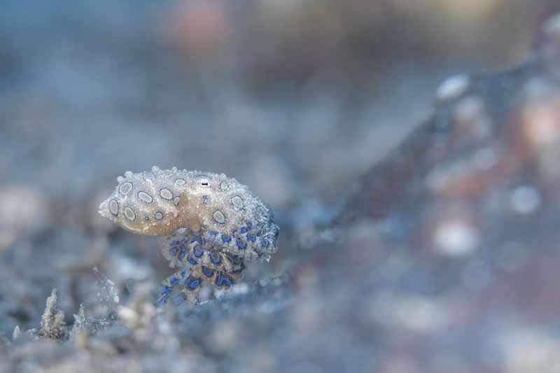 Ocean Photographer of the Year