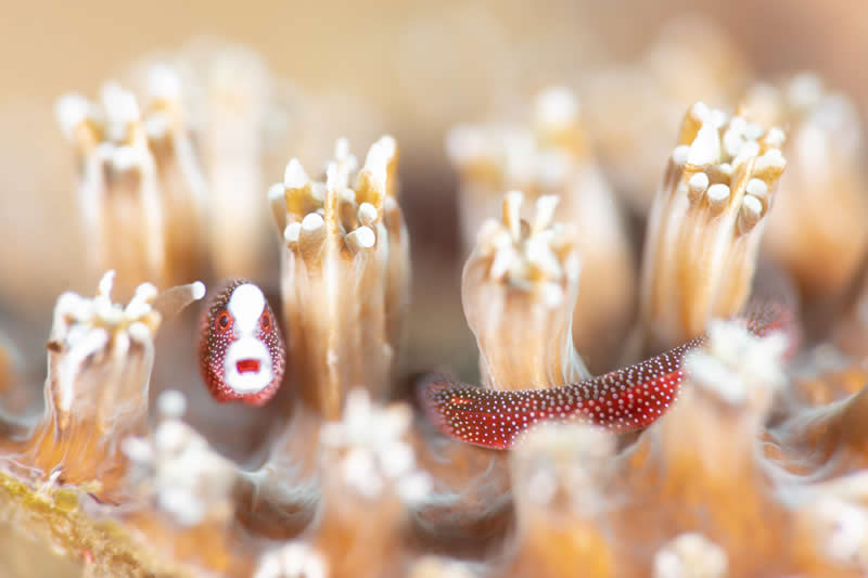 Ocean Photographer of the Year