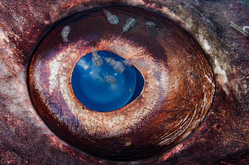Ocean Photographer of the Year