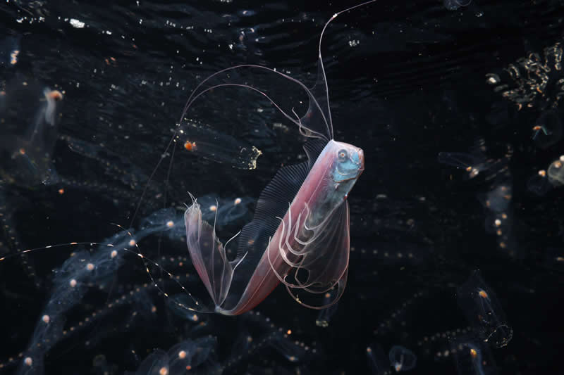 Ocean Photographer of the Year