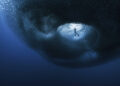 Ocean Photographer of the Year Finalists