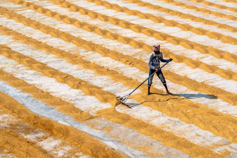 Paddy Rice Processing Woker by Saurabh Sirohiya, India - The Artist Gallery Awards Minimalist 2026 Winners